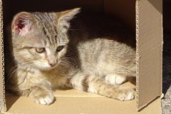 Katze