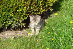 DSC08593-Kopie