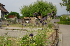 DSC00921